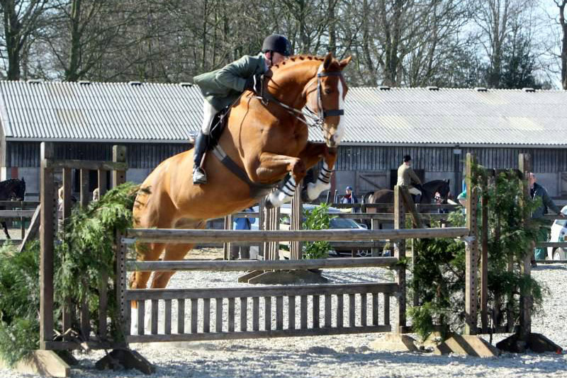 Oscars Way Jumping a Clear in his first HOYS Worker